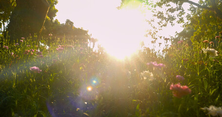 Sunny pink cosmos flower floral soft nature sunbeam blossom blurred background. Sunbeam shining...