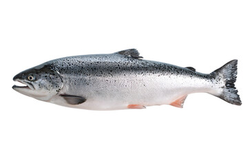 Obraz premium Fresh Atlantic Salmon Fish Detailed Closeup Studio Shot, transparent background