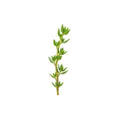 Fresh green sprig of thyme or herb for cooking and decoration