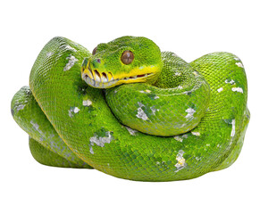 Vibrant green snake with textured, scaly body is coiled elegantly. Its striking yellow and black markings around face add to its allure, showcasing its unique beauty. This captivating reptile