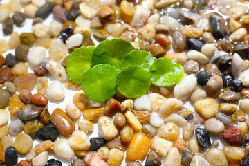 Fresh gotu kola leaves on pebbles.