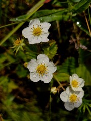 Obraz premium delicate white flowers strawberries flourish under gentle forest light, adorned with dewdrops. they peek through lush green foliage, creating vibrant woodland atmosphere. close up.