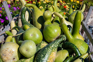 Vibrant Harvest of Gourds Amidst Colorful Blooms. 