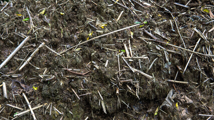 Rich, dark compost covers the ground, accented with scattered, broken pieces of dry organic matter.