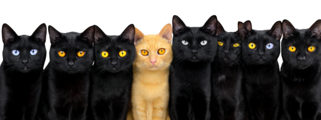 Row of black cats with different eye colors and one orange cat in center, all staring forward with curious and calm expressions