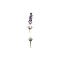 Fototapeta premium Fresh lavender flower sprigs for decoration