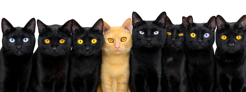 Row of black cats with different eye colors and one orange cat in center, all staring forward with curious and calm expressions