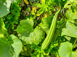 Fresh Green Luffa or Gambas Growing on Vine Plant