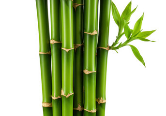 Obraz premium Fresh green bamboo stalks with leaves isolated on transparent background