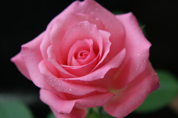 A close-up shot of a pink rose with water droplets on its petals, showcasing its beauty and freshness.