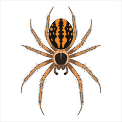 Recluse spider vector illustration isolated on white. Dangerous arachnid design perfect for warning labels and venomous species education.