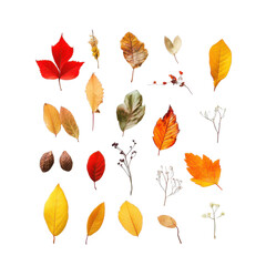 Obraz premium Collection of autumn leaves in various shapes and sizes