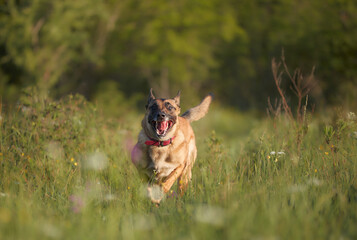 Obraz na płótnie Canvas The dog sprints straight toward camera, legs stretched and ears trailing.