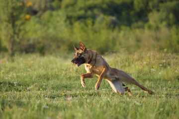 Belgian Malinois lowers body in air as it jumps across field with extended paws.