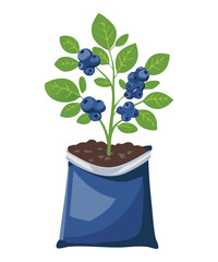 Blueberry Plant in Black Blue Container