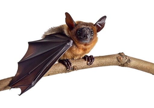 Old common bent-wing bat perched isolated on a transparent or white background