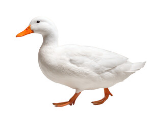 Fototapeta premium White duck standing isolated on transparency background side view orange beak and feet clean feathers farm animal calm expression domestic bird full body walking pose