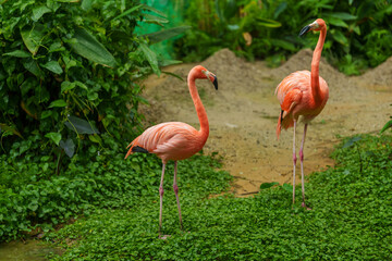 American Flamingos ( Phoenicopterus ruber ruber)