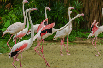 Greater Flamingo (Phoenicopterus roseus) on pond