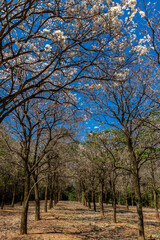 Ipes white tree flowering grove in Brazil
