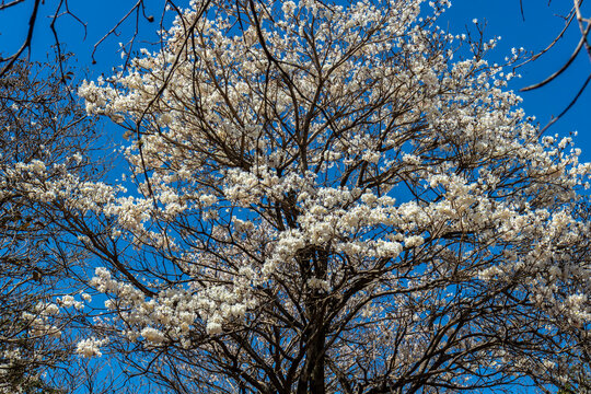 Ipes white tree flowering grove in Brazil