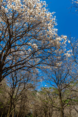 Ipes white tree flowering grove in Brazil