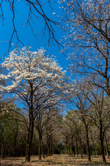 Ipes white tree flowering grove in Brazil