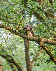 A barred owl is sitting on a tree branch in summer time, scratching face