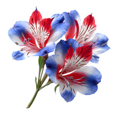 4th of July Flowers, Independence Day Yes. Isolated on White Background 