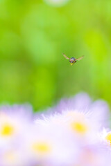 花畑を飛ぶツマグロキンバエ

