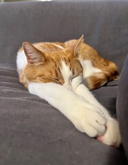 cat sleeping on the couch