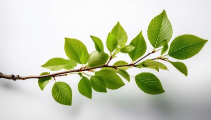 Fototapeta premium twig with spring green leaves isolated on white or transparent background