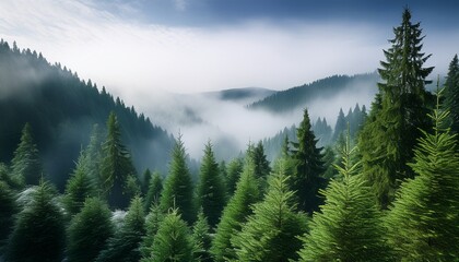 evergreens
