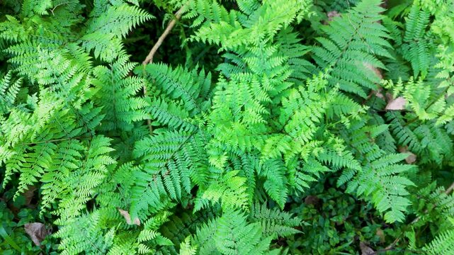 Lush Green Ferns in Natural Habitat