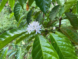 Close-Up of White Coffee Flower in Bloom

