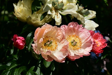 Gentle petals of bright peonies in bloom at the Butchart Gardens, BC, Canada