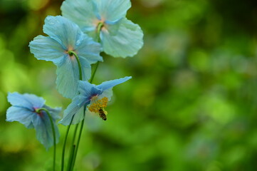 Unique Himalayan blue poppy flower at the Butchart Gardens, Victoria, BC, Canada 