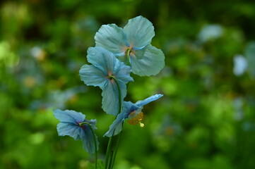 Unique Himalayan blue poppy flower at the Butchart Gardens, Victoria, BC, Canada 