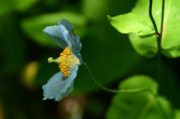 Unique Himalayan blue poppy flower at the Butchart Gardens, Victoria, BC, Canada 
