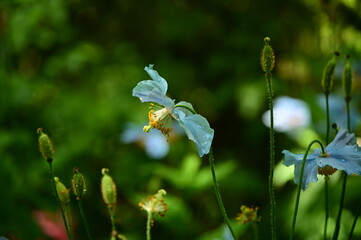 Unique Himalayan blue poppy flower at the Butchart Gardens, Victoria, BC, Canada 