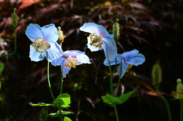 Unique Himalayan blue poppy flower at the Butchart Gardens, Victoria, BC, Canada 