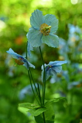 Unique Himalayan blue poppy flower at the Butchart Gardens, Victoria, BC, Canada 