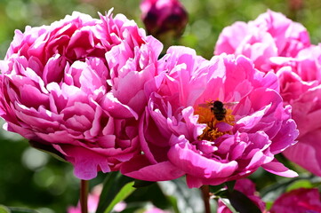 Gentle petals of bright peonies in bloom at the Butchart Gardens, BC, Canada