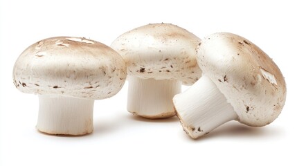 Three mushrooms on white background