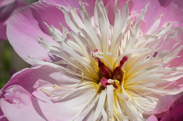 Gentle petals of bright peonies in bloom at the Butchart Gardens, BC, Canada
