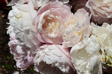 Gentle petals of bright peonies in bloom at the Butchart Gardens, BC, Canada
