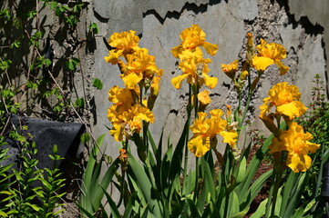 Beautiful irises in bloom at the Butchart Gardens, Victoria, BC, Canada