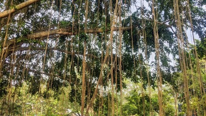 A vibrant banyan tree with numerous aerial roots dangling, creating a lush, natural curtain....