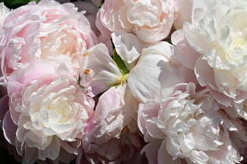 Gentle petals of bright peonies in bloom at the Butchart Gardens, BC, Canada