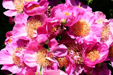 Gentle petals of bright peonies in bloom at the Butchart Gardens, BC, Canada